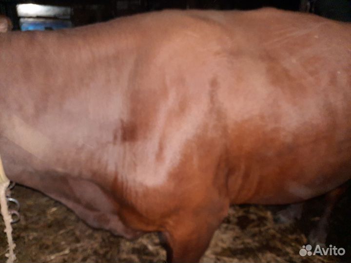 Корову обменяю на дойную