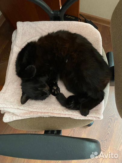 Отдадим кошку в добрые руки