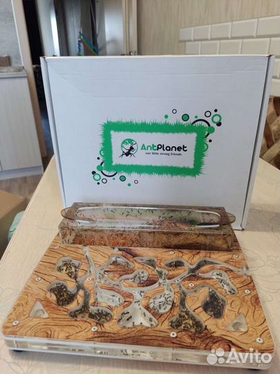 Формикарий с колонией муравьёв