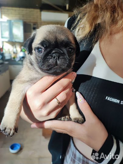 Мопс вязка мальчик