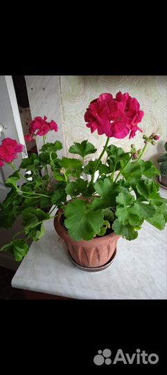 Пеларгония,ирисы,хоста