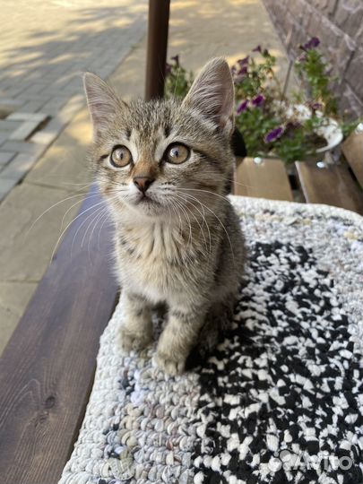 Котенок