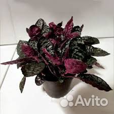 Гемиграфис