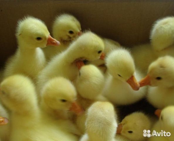 Гусята суточные