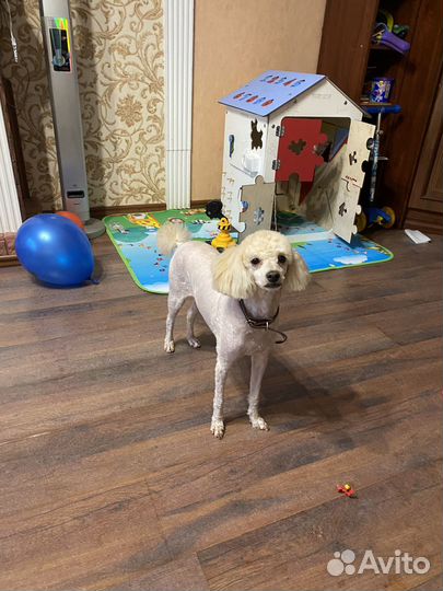 Карликовый пудель вязка