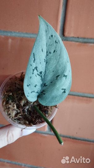 Сциндапсус Silver Lady