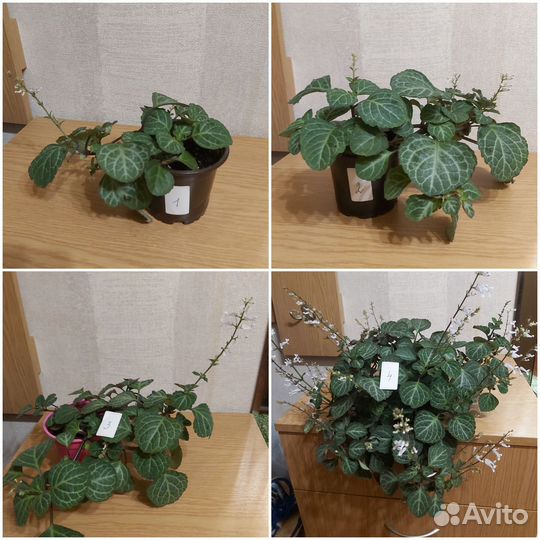 Плектрантус эртендаля