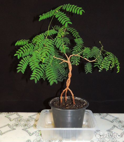 Леуцена (бонсай), другие комнатные растения