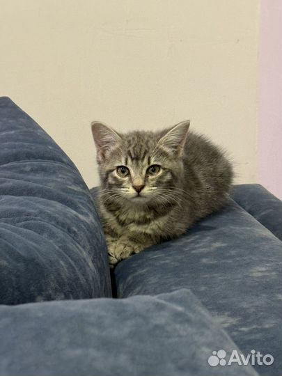 Котенок в добрые руки