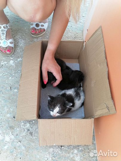 Котята в добрые руки