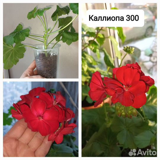 Пеларгония калиопа