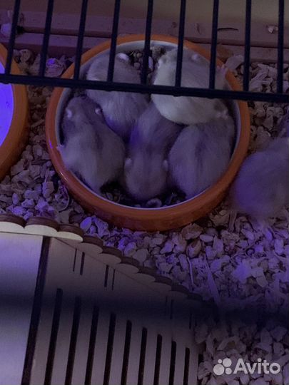 Джунгарский хомяк