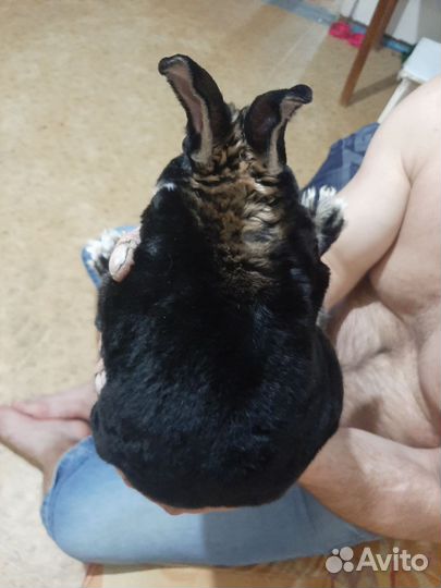 Вязка кролика