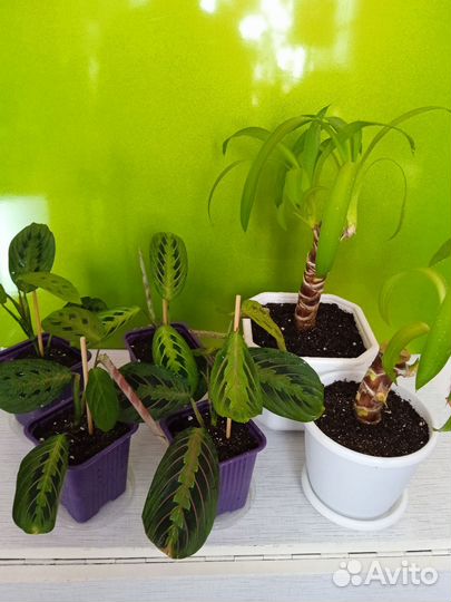 Маранта триколор. Юкка