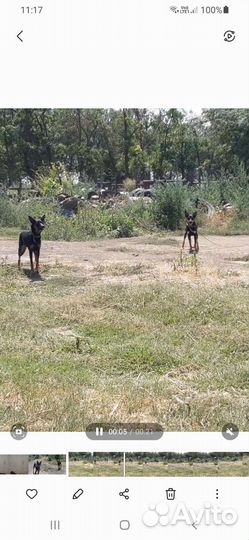 Австралийский Келпи пастушки