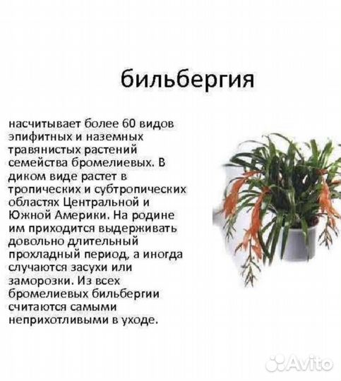 Комнатные цветы Бильбергия