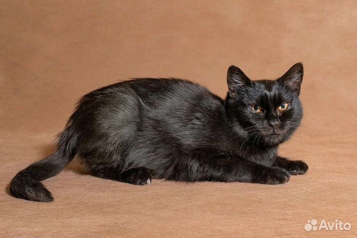 Кошка в дар