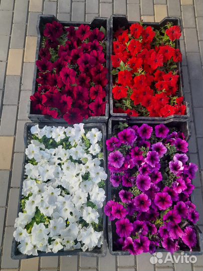 Продажа цветов