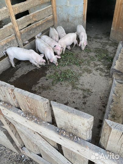 Продаются поросята