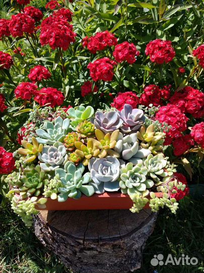 Суккуленты