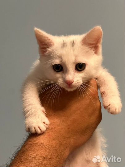 Котики бесплатно в добрые руки