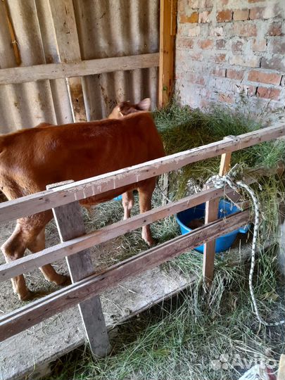 Теленок бычок