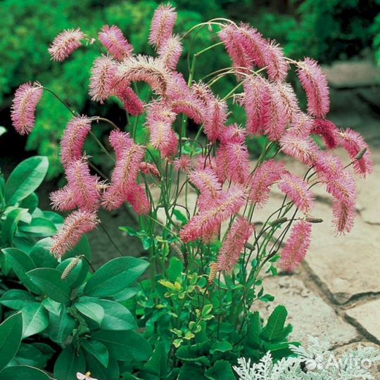 Многолетники Кровохлебка тупая