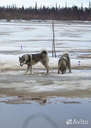 Западно-сибирская лайка