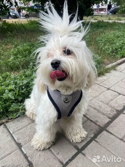 Вязка собак