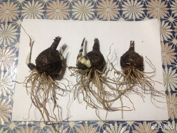 Зефирантес