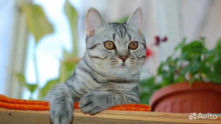Передержка кошек