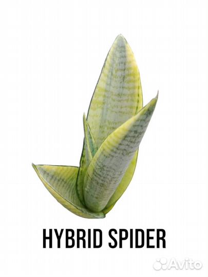 Сансевиерия sansevieria Indonesia