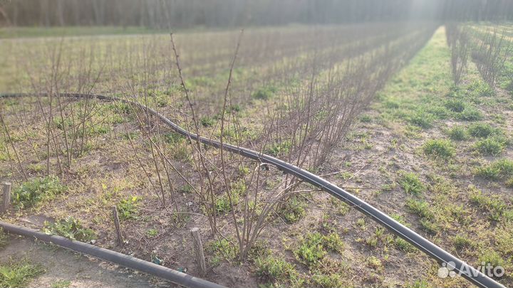 Саженцы белой акации