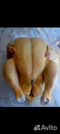 Куры бройлеры тушки мясо