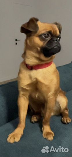 Пти брабансон