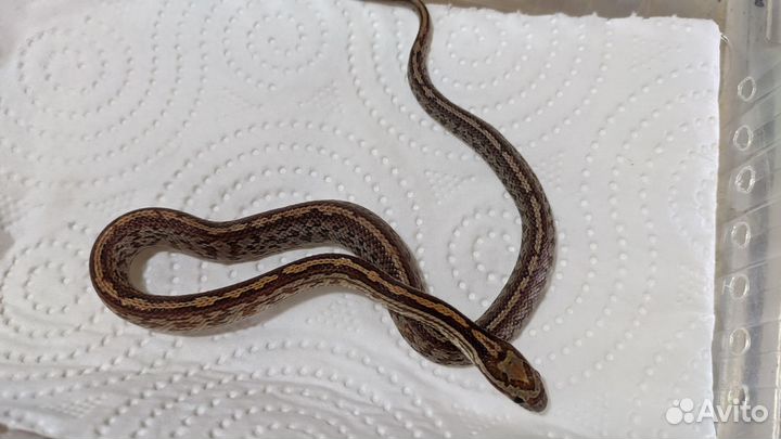 Маисовые полозы