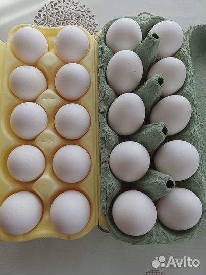 Домашние куриные яйца