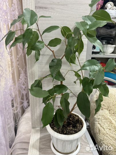 Фикус бенджамина
