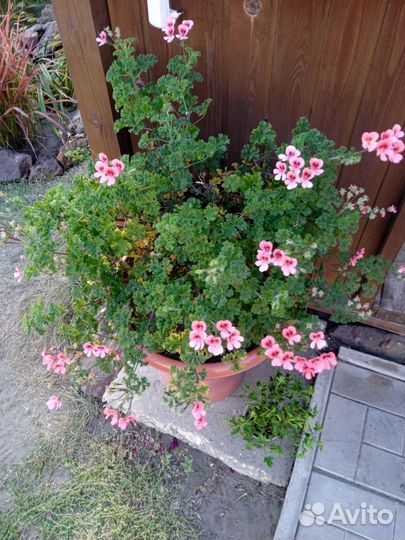 Пеларгония ангел