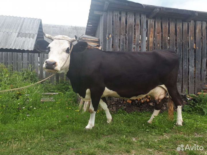 Корова ярославской породы