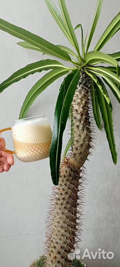 Фото на постер