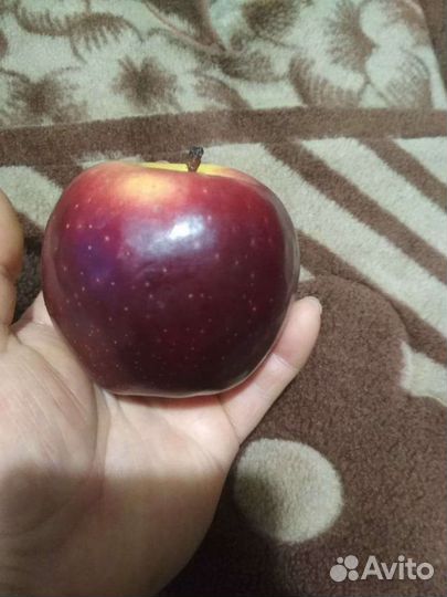 Саженцы яблони