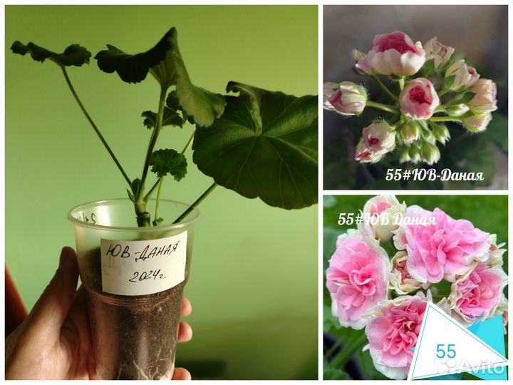 Герань пеларгония (новинки коллекции)