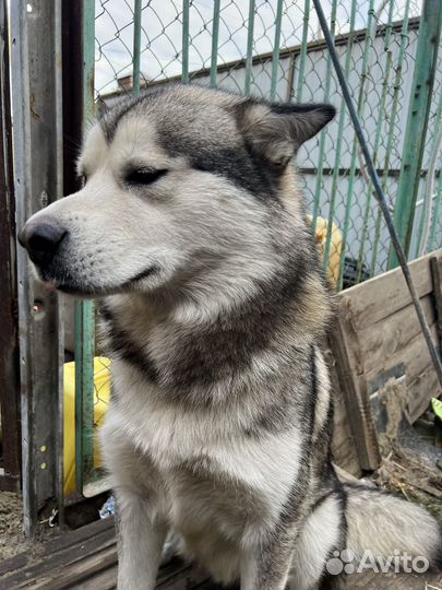 Аляскинский маламут щенки