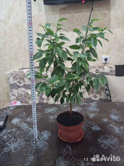 Фикус бенджамина