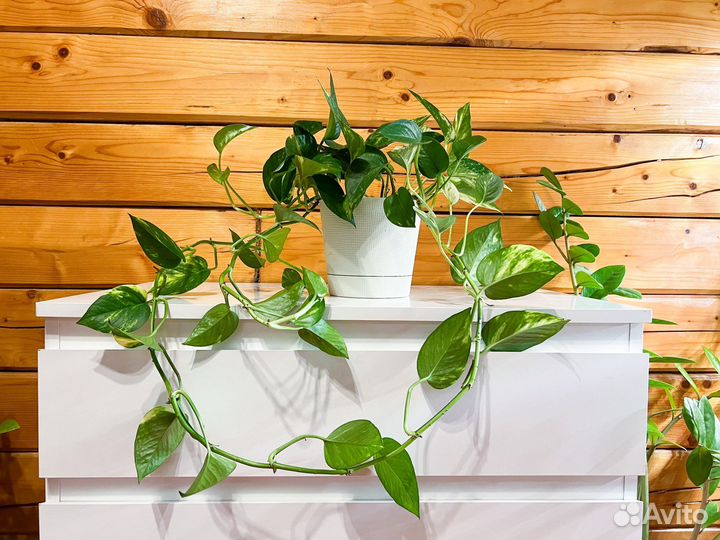 Сциндапсус (эпипремнум) золотистый