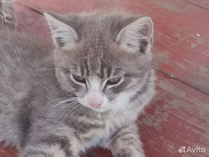 Отдам котенка белого,рыжего,черного,3х цветного