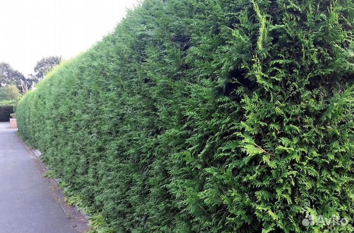 Туя из питомника