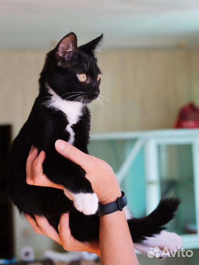 Малыш котик в добрые руки