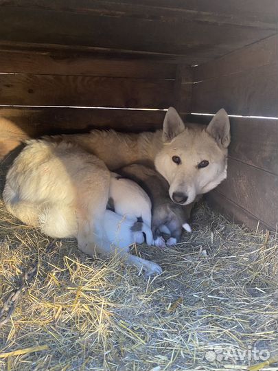 Продам щенят Западносибирской лайки